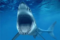 噬人鲨：世界上最凶残的鲨鱼之一（可能攻击人类）