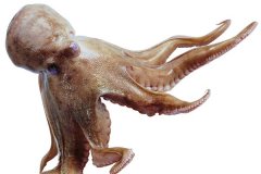 巨型章鱼：传说中的大海怪相当恐怖