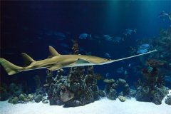 锯鲨：已经被列为一级保护动物（生活在在海底四十米处）