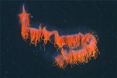 深海管水母：虽然叫水母但是它不属于水母（水母的近亲）