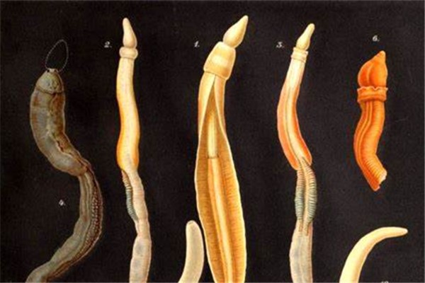 柱头虫：后口动物在我国已发现六种（形似蠕虫）