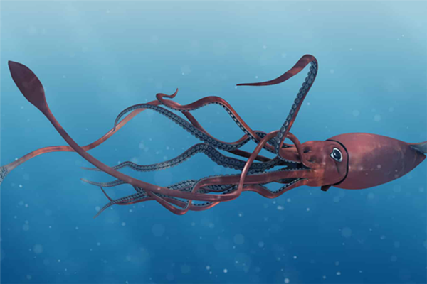 深海动物：传说中的大海怪（实为浮游生物）
