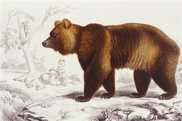 喜玛拉雅棕熊：一种小体型的棕熊（随遇而安的性格）