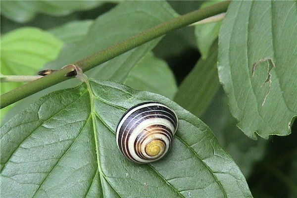 蜗牛：腹足纲生物（拥有螺旋状外壳）