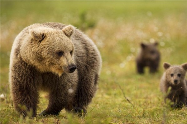 西伯利亚棕熊：俄罗斯境内的棕熊（脊髓动物门）