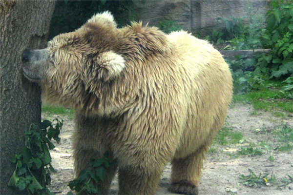喜玛拉雅棕熊：一种小体型的棕熊（随遇而安的性格）
