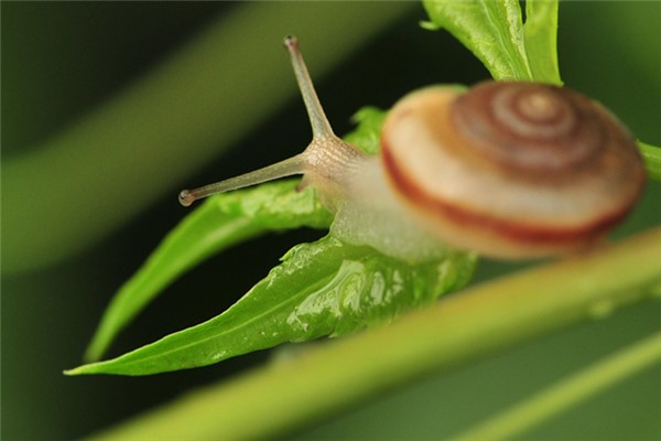蜗牛：腹足纲生物（拥有螺旋状外壳）