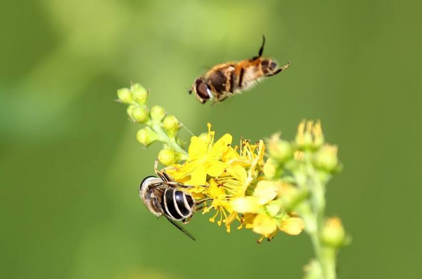 蜜蜂和马蜂的区别：马蜂毒性大会危机生命(蜜蜂不会主动攻击)