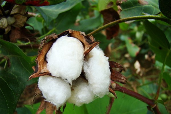 生态棉和纯棉的区别：生态棉人工制造（纯棉纯天然）