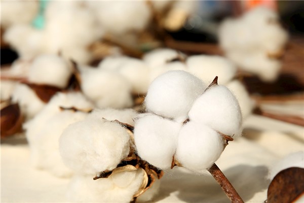 生态棉和纯棉的区别：生态棉人工制造（纯棉纯天然）