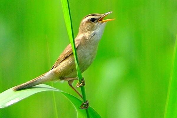 细纹苇莺：中国东部特有种，消灭大量害虫(主吃昆虫)