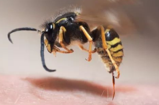 蜜蜂和马蜂的区别：马蜂毒性大会危机生命(蜜蜂不会主动攻击)