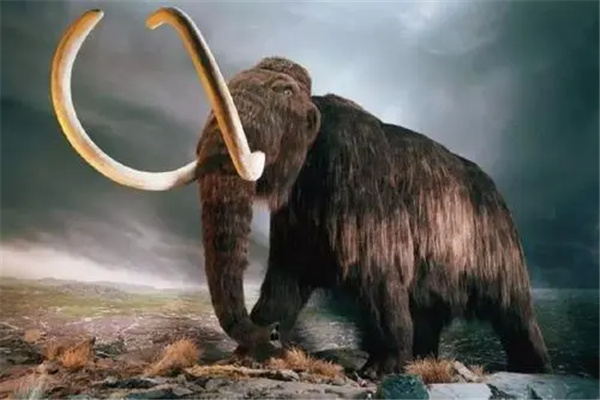 世界上最后一只猛犸象灭绝？死于4000年前（全球变暖）