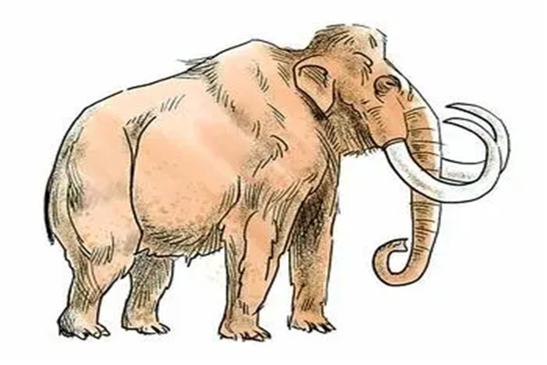 世界上最后一只猛犸象灭绝？死于4000年前（全球变暖）