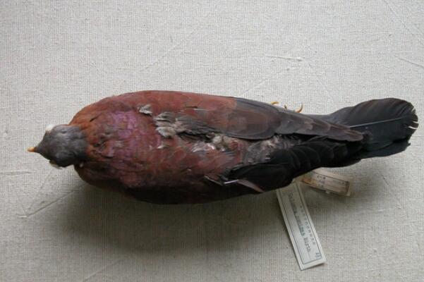 紫林鸽：数量稀少，长仅35厘米(头部单独成色)
