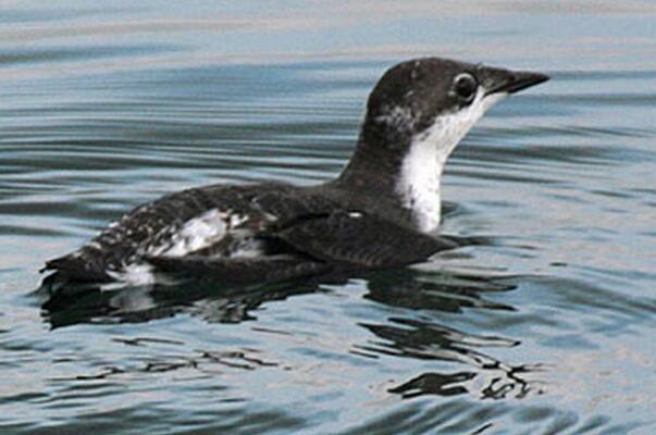 斑海雀：上岸姿态似企鹅，善于潜水(潜水深度达10米)