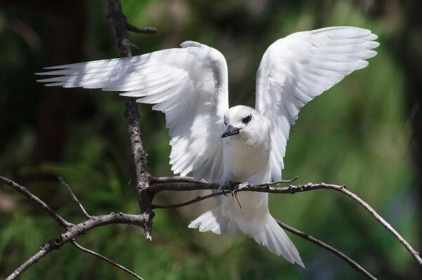 白玄鸥：中国稀有鸟，不会修葺巢穴(将卵产在树上)