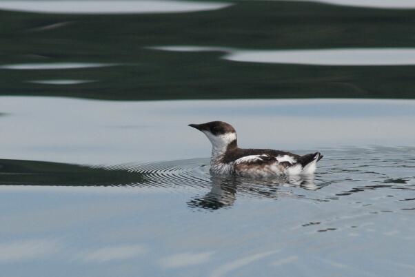 斑海雀：上岸姿态似企鹅，善于潜水(潜水深度达10米)