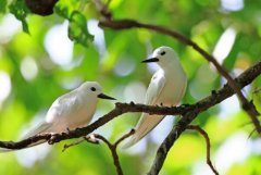 白玄鸥：中国稀有鸟，不会修葺巢穴(将卵产在树上)