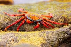 五个被拍到的诡异生物：红色螃蟹（远看就像一滩血液）