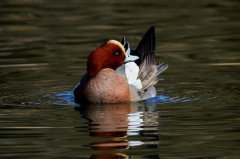 赤颈鸭：中国冬季常见鸟，高兴时翘起尾巴(头弯到胸部)