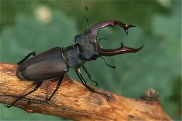 昆虫界的十大顶级霸主：巨型甲虫（长达十几厘米）