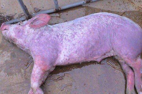 非洲猪瘟的症状有哪些：发病时体温升至41℃(持续四天)