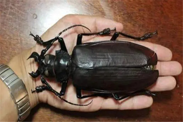 昆虫界的十大顶级霸主：巨型甲虫（长达十几厘米）