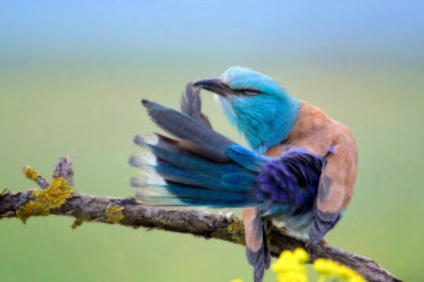 蓝胸佛法僧：常常长距离迁徙，长约30厘米(羽色偏蓝绿)