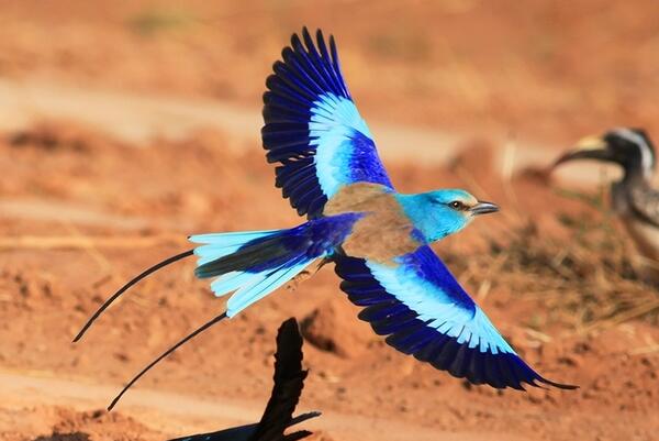 蓝胸佛法僧：常常长距离迁徙，长约30厘米(羽色偏蓝绿)