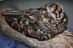 毛腿夜鹰：夜行性鸟类，有保护色(体色和树干颜色类似)