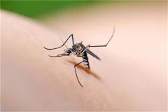 云南十大最毒虫子：蚊子数量繁多（潮湿环境适宜繁殖）