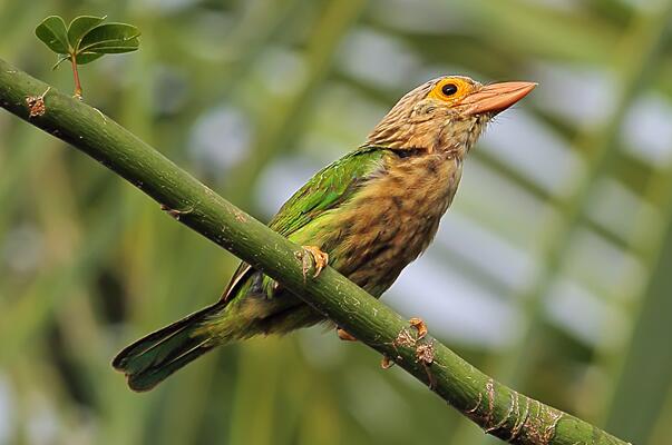 斑头绿拟啄木鸟：叫声粗厉多变，多活动在树上(也下地)