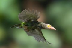 斑头绿拟啄木鸟：叫声粗厉多变，多活动在树上(也下地)