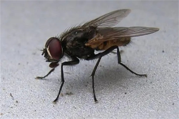 苍蝇是益虫还是害虫：害虫（携带细菌传播疾病）