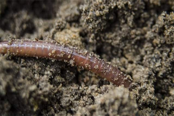 蚯蚓是益虫还是害虫：益虫（为植物吸收营养、疏松土地）