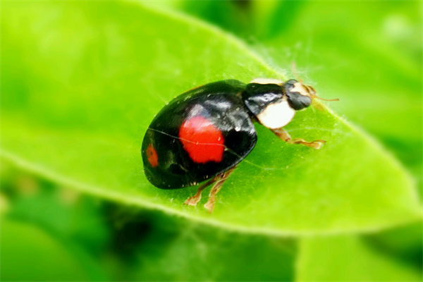 甲虫是益虫还是害虫：益虫或害虫（属性不明）