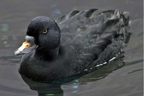 黑海番鸭：雄鸟几乎全黑，善于潜水(下潜30秒以上)
