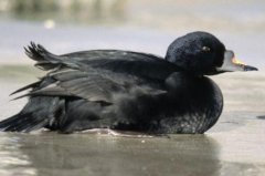 黑海番鸭：雄鸟几乎全黑，善于潜水(下潜30秒以上)