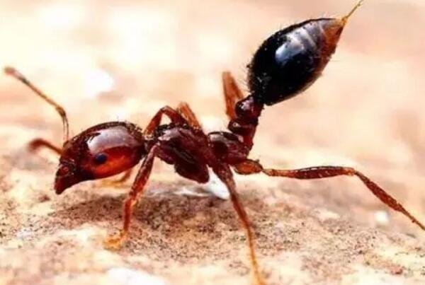 红火蚁有毒吗：毒性大(有生命危险)