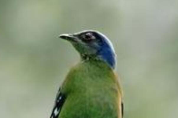绿宽嘴鸲：三有保护动物，长约26厘米(羽色主黑绿色)