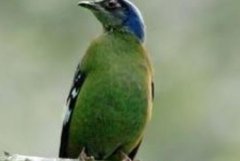 绿宽嘴鸲：三有保护动物，长约26厘米(羽色主黑绿色)