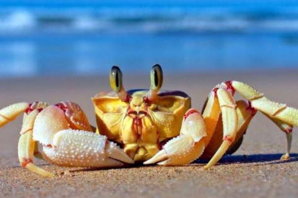 螃蟹有多少个品种：六百多种(分为海蟹和淡水蟹)