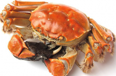 螃蟹有多少个品种：六百多种(分为海蟹和淡水蟹)