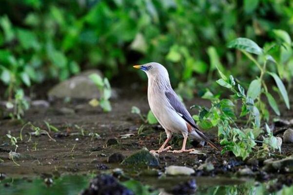 灰头椋鸟：进食吱吱叫声，长约17厘米(羽色主灰色)