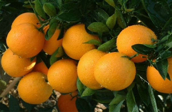 橙子的功效和作用：营养丰富，果实美味（预防胆结石）