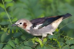 紫背椋鸟：中国台湾常见，列队飞行呈直线(常空中捕食)