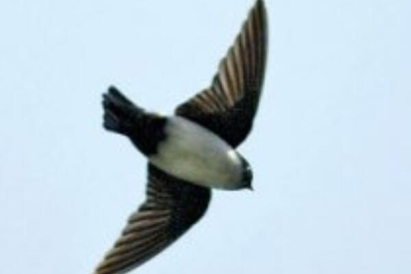 黑喉毛脚燕：羽色黑白分明，常在空中飞行(飞行姿势多)