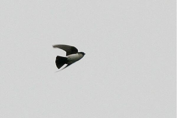 黑喉毛脚燕：羽色黑白分明，常在空中飞行(飞行姿势多)