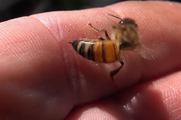 蜜蜂什么情况下会蜇人：扑打它们的时候(自卫的本能)